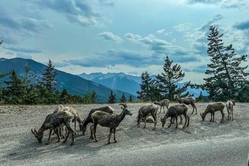 Keep an eye out as you pass through the park's mountain roads and you might even see Elks bounding up the hillsides.