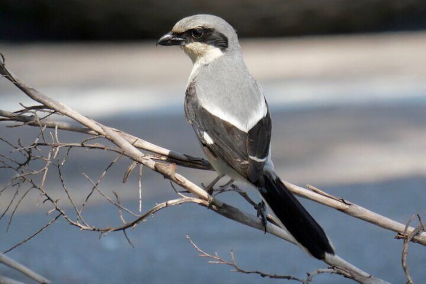 Loggerhead Shrike