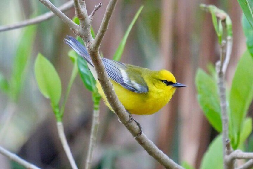 Blue-winged Warbler