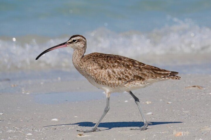 Whimbrel