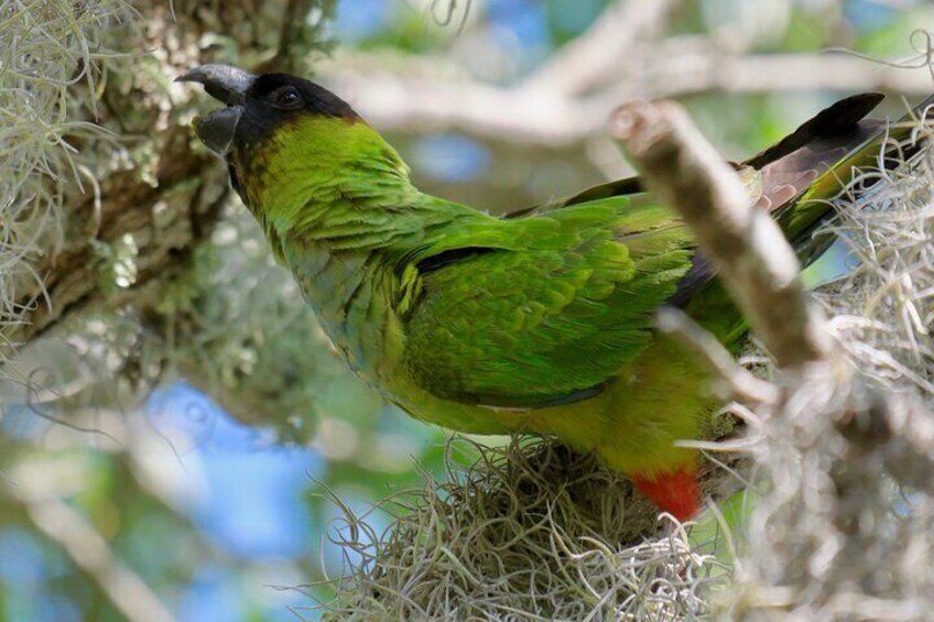 Nanday Parakeet