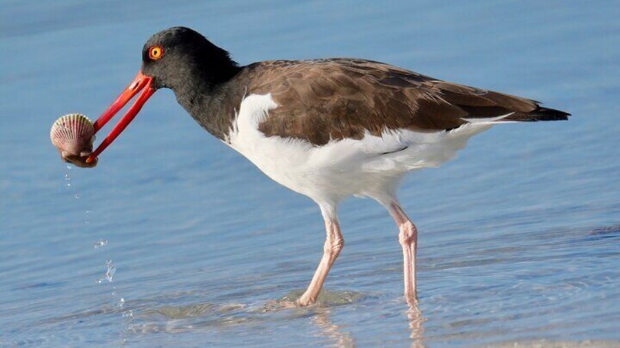 American Oystercatcher