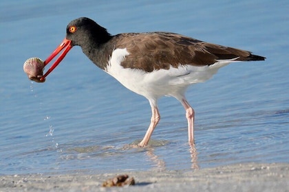 Half-Day Private Bird Tour of Fort De Soto Park in St. Petersburg - 2 perso...