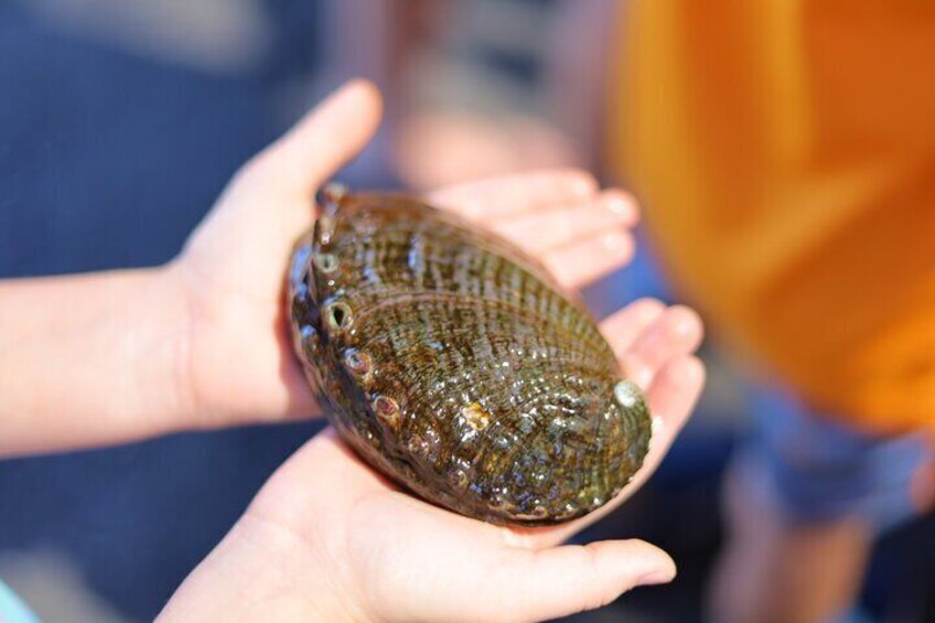 Mauka and Makai Farms Tour for Foodies from Kona Coast North Side