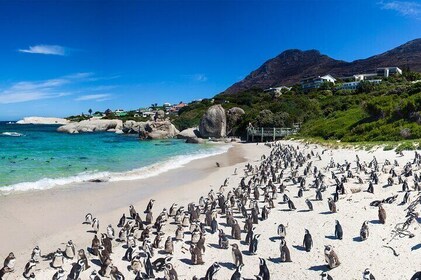 Cape Peninsula Private Full Day Tour