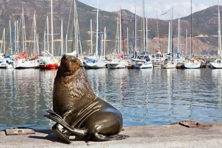 Seal at Houtbay Harbour