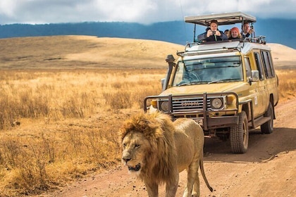 Hluhluwe Imfolozi Big 5 Game Reserve Tour vanuit Durban