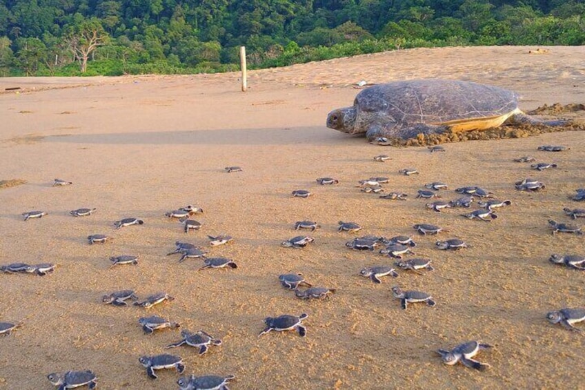 2 Day Volunteer Adventures in Sukamade Turtle Conservation