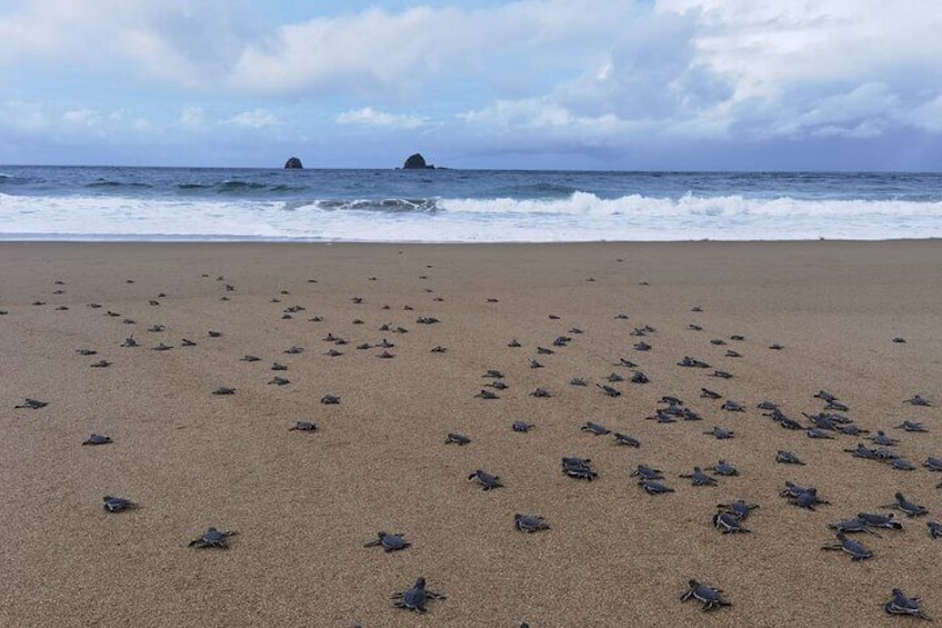 2 Day Volunteer Adventures in Sukamade Turtle Conservation