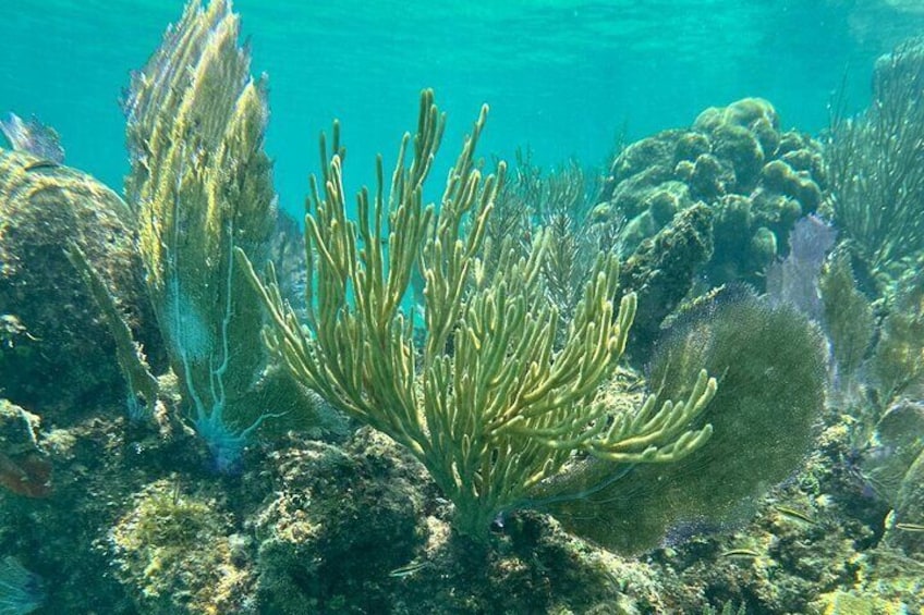 Coral Reef and Sea Turtle Snorkeling Experience