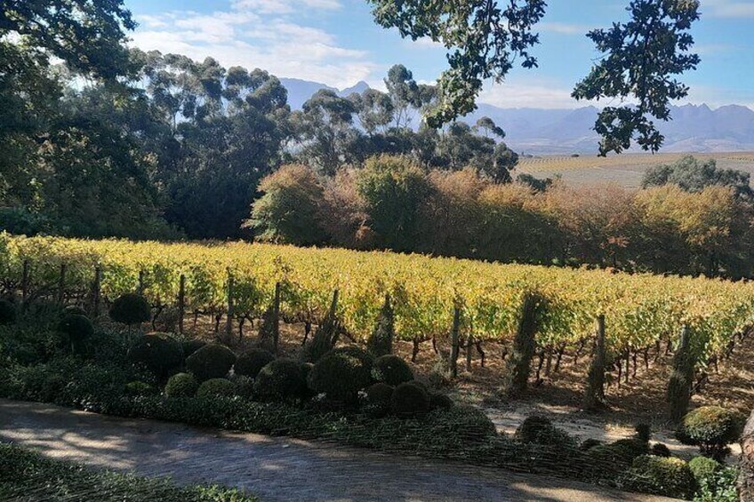 Table Mountain and Stellenbosch Wine Tasting Private Tour 