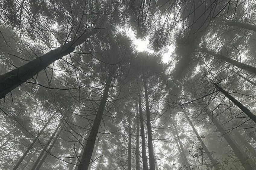 Forest.