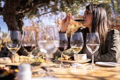 Taste Routes! Wineries and Olive Trees in Mendoza