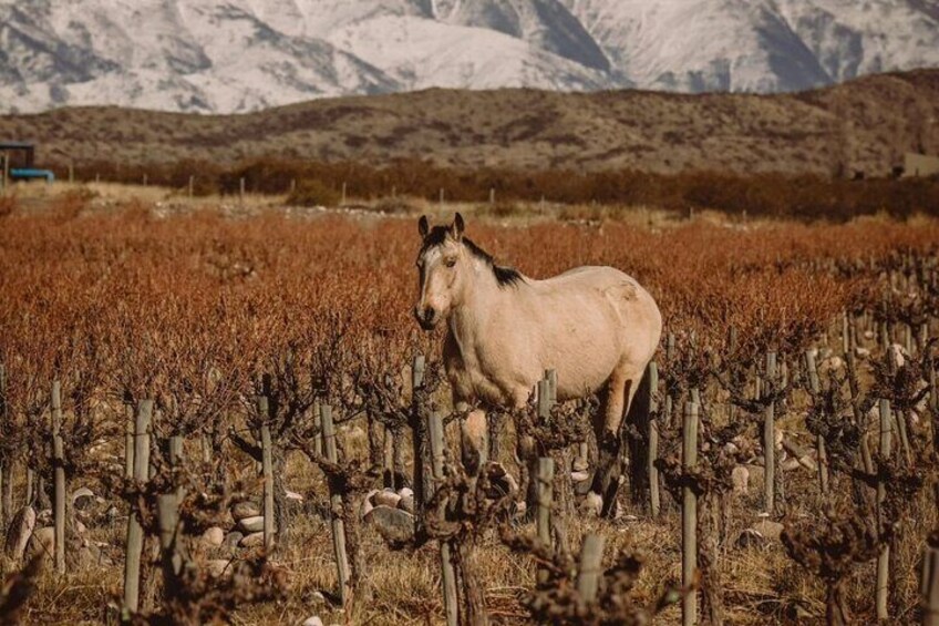 Taste Routes Wines and Oils of Mendoza 