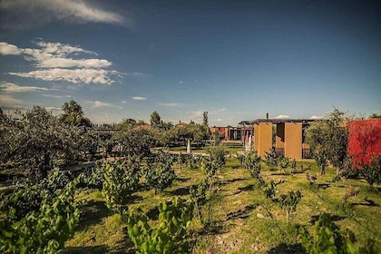 Taste Routes! Wineries and Olive Trees in Mendoza