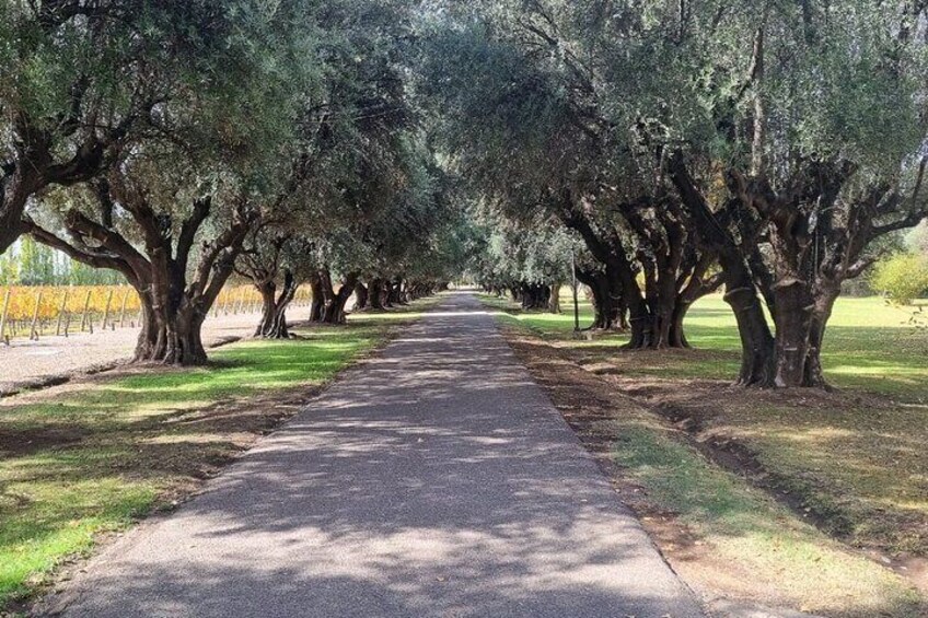 Taste Routes! Wineries and Olive Trees in Mendoza 