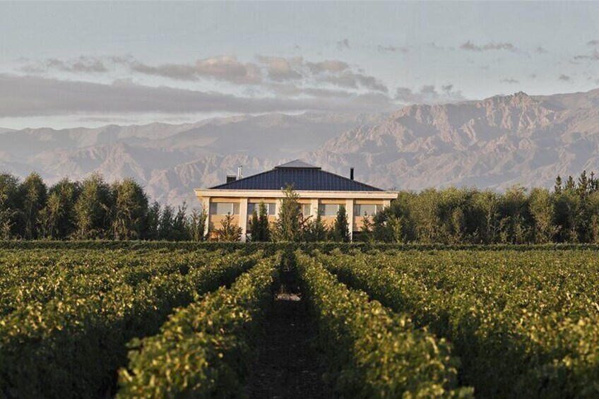 Taste Routes Wines and Oils of Mendoza 