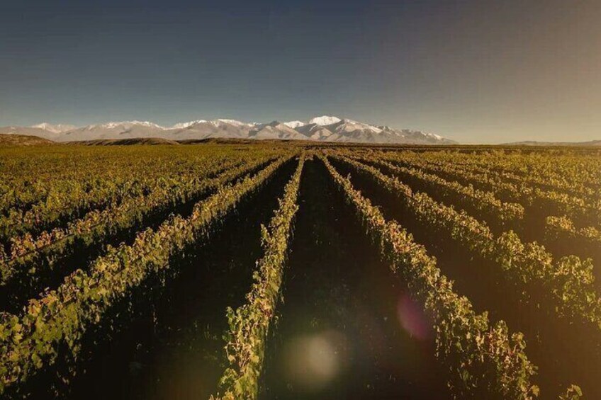 Taste Routes Wines and Oils of Mendoza 