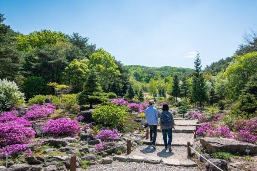 Pyeynggang Land (Hydrangea Flower Festival)_Lovely Spring