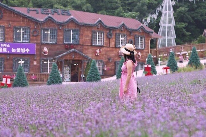 Pocheon Herb Island_Lavender Field_Lovely Spring
