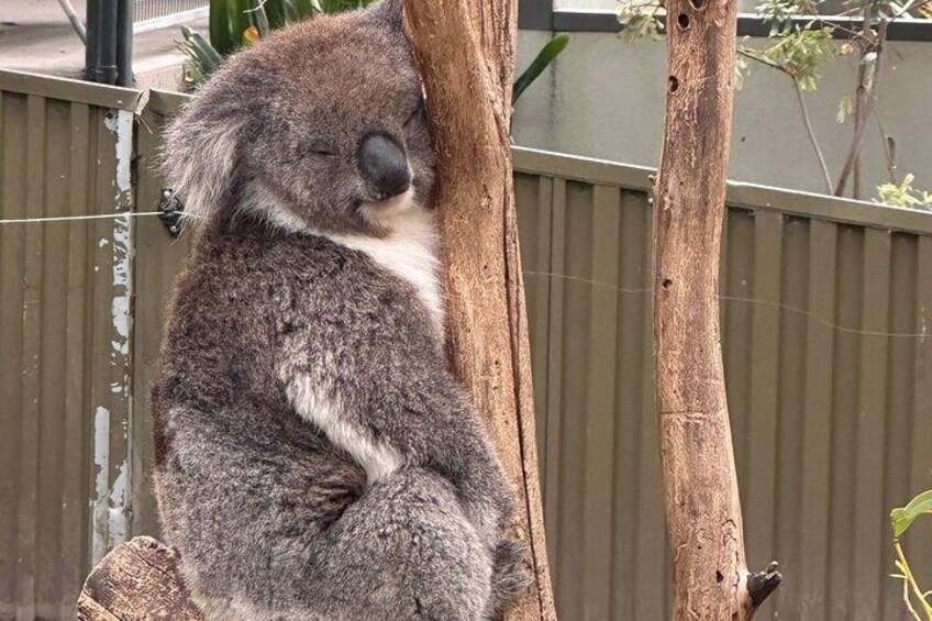 Adelaide Cruise Ship Tours to Hahndorf & Hills Wildlife Wonders