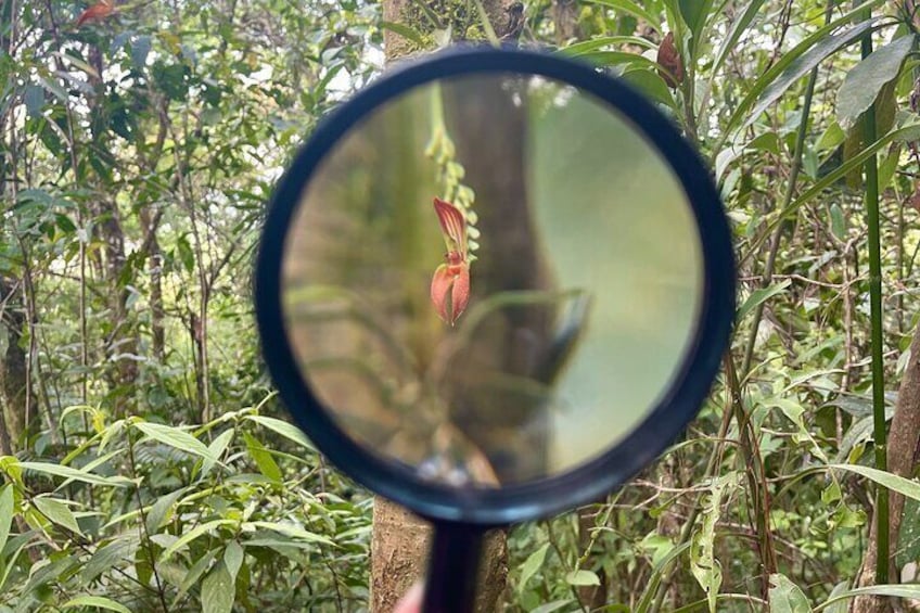 Half Day Shared Tour to an Orchid Sanctuary from Coban