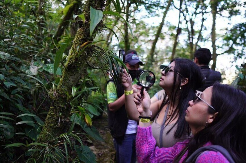 Half Day Shared Tour to an Orchid Sanctuary from Coban