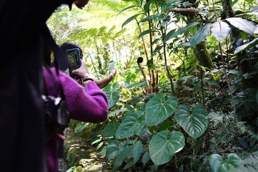 Half Day Shared Tour to an Orchid Sanctuary from Coban