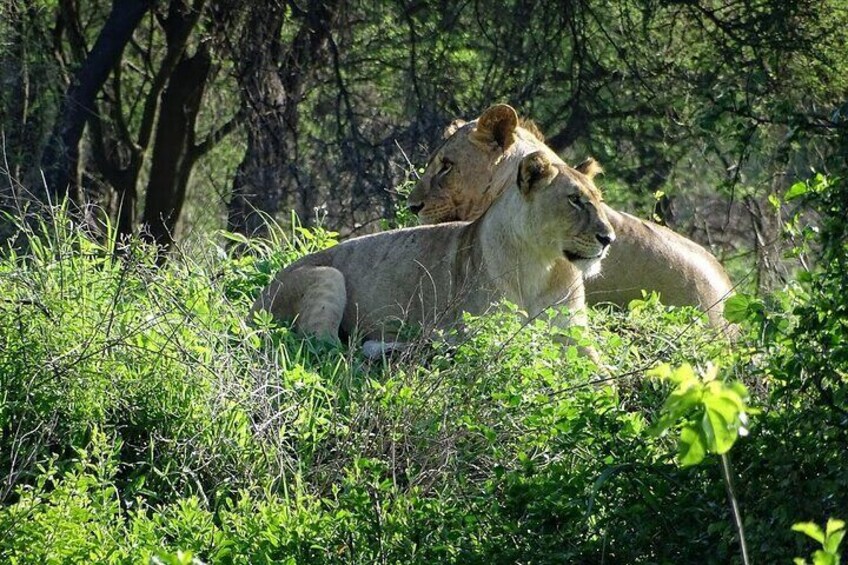 3-Day Ngorongoro Crater Manyara and Tarangire Safari from Arusha