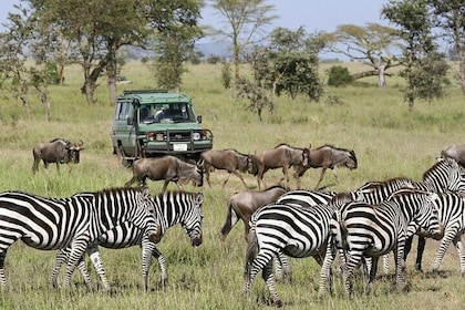 3-Day Ngorongoro Crater Manyara and Tarangire Safari from Arusha