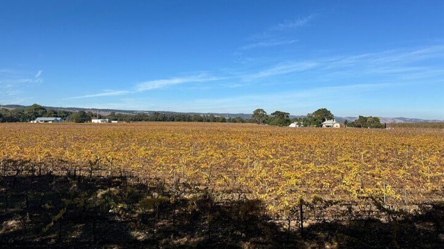 Adelaide City Highlights via Hahndorf Half-Day Tour