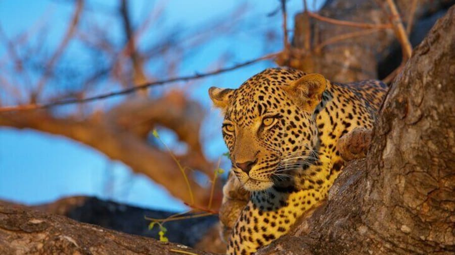 Kruger National Park