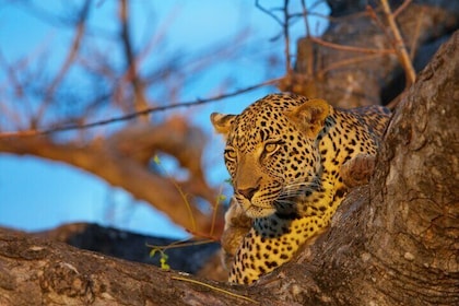 Safari Big 5 Kruger de 5 días desde Johannesburgo