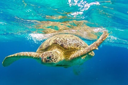 Private Speed Boat to Abu Dabbab Marsa Alam