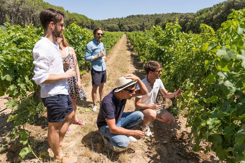 From Aix en Provence: Bandol & Cassis Full-day Wine Tour