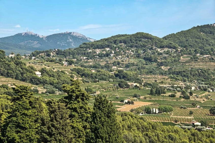 Picture 2 for Activity From Aix en Provence: Bandol & Cassis Full-day Wine Tour