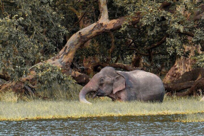 Wilpattu National Park Safari from Trincomalee
