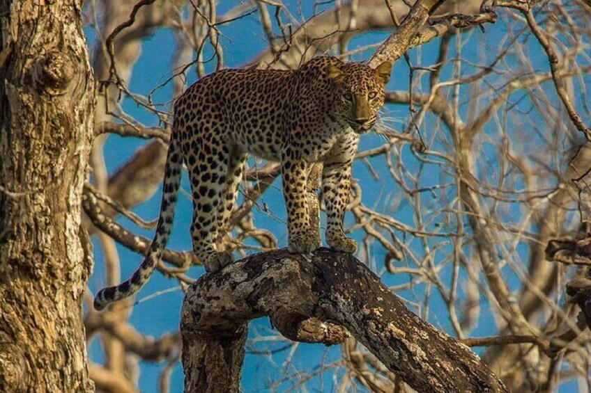 Wilpattu National Park Safari from Trincomalee