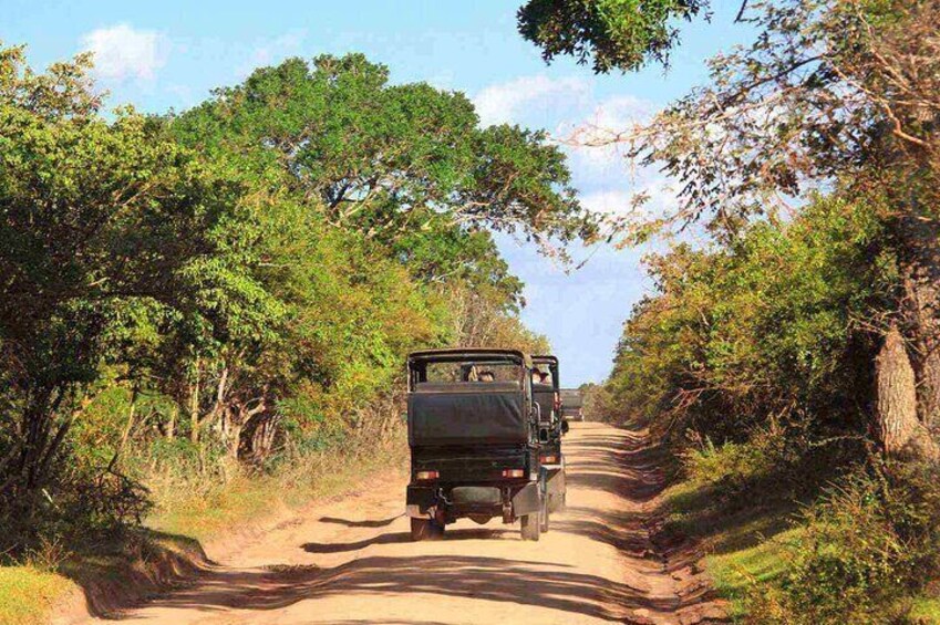 Wilpattu National Park Safari from Trincomalee