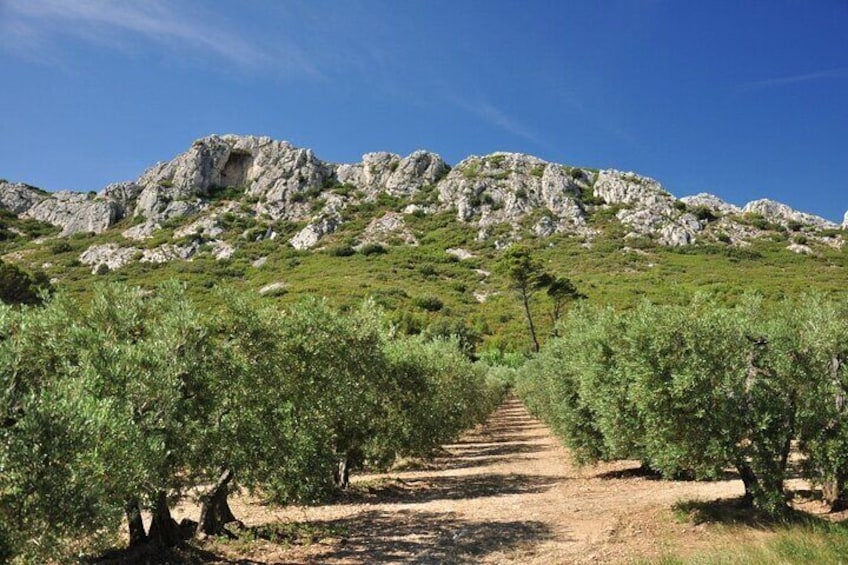 Private Tour of Provence between Castle, Village, and Olive Grove