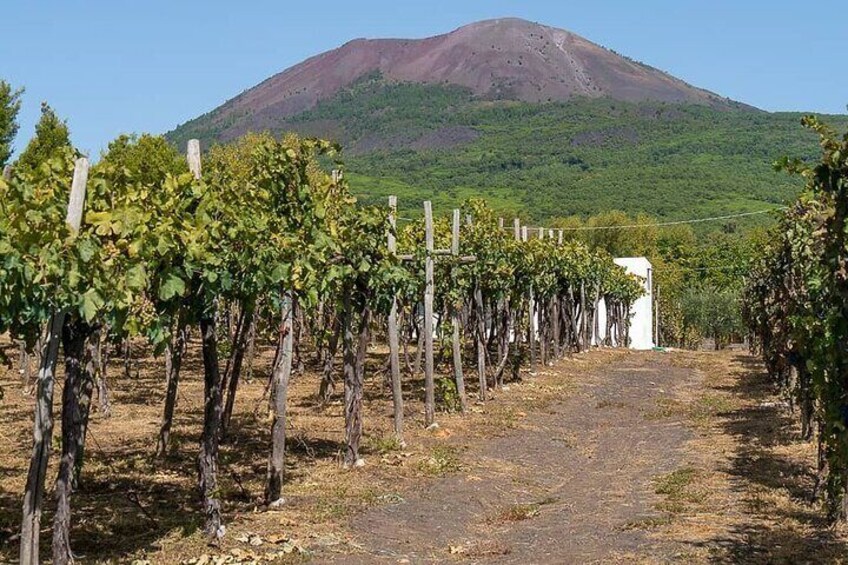 Private tour to Naples and winery