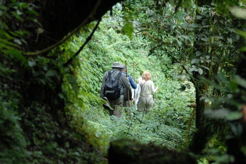 One Day Mountain Gorilla Trekking in Volcanoes National Park