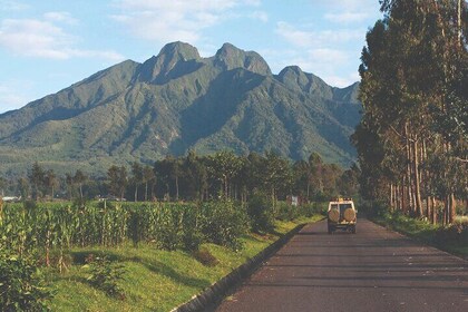 One Day Mountain Gorilla Trekking in Volcanoes National Park