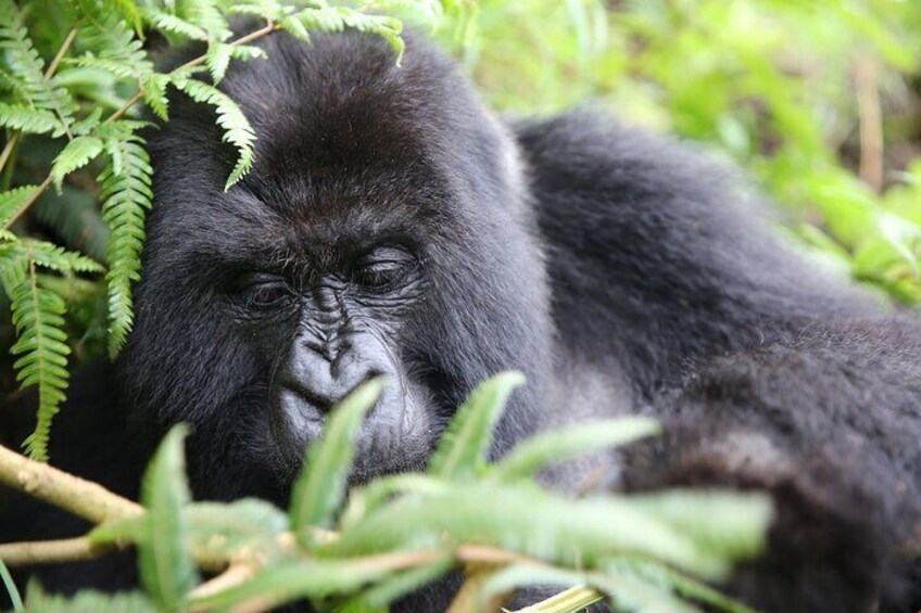 One Day Mountain Gorilla Trekking in Volcanoes National Park