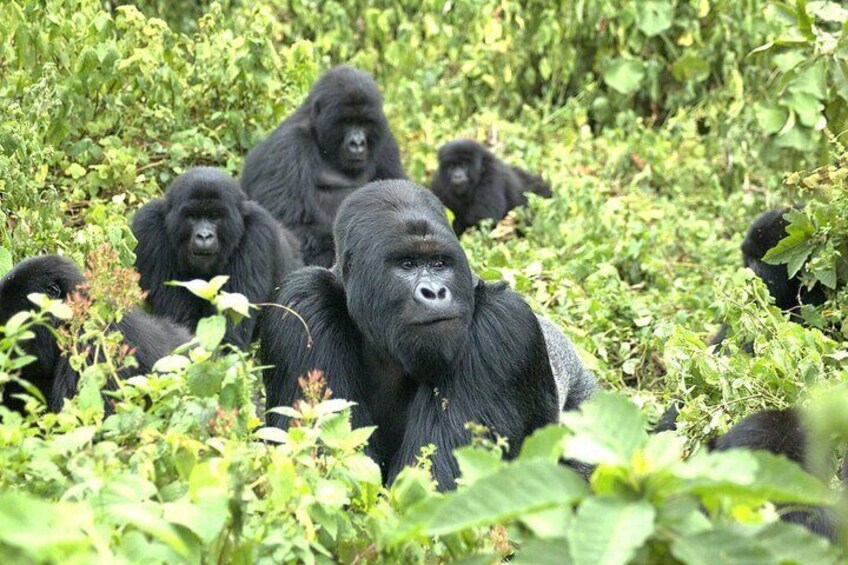 One Day Mountain Gorilla Trekking in Volcanoes National Park