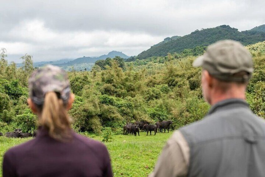 One Day Mountain Gorilla Trekking in Volcanoes National Park