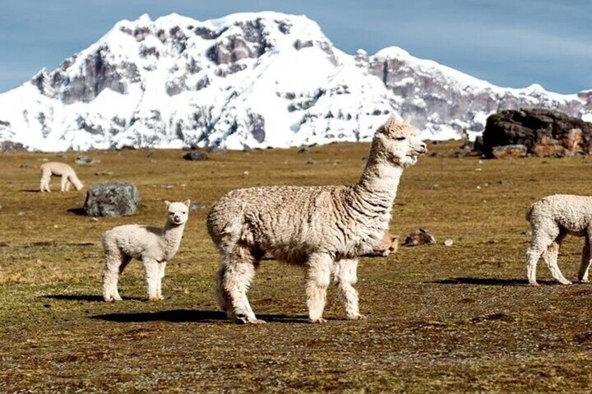 Trekking Through the 7 Lagoons of Ausangate