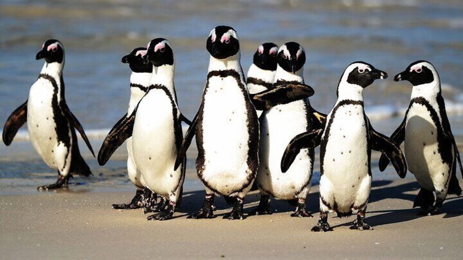 #Penguins