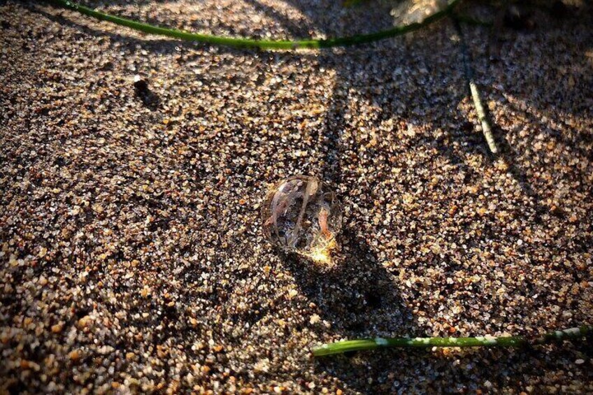 Sea Gooseberry