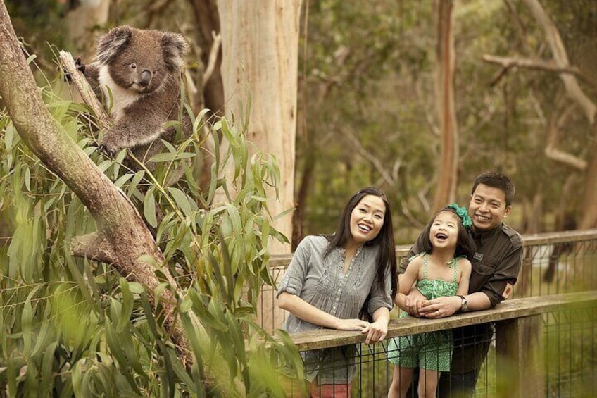 Day Tour at Phillip Island